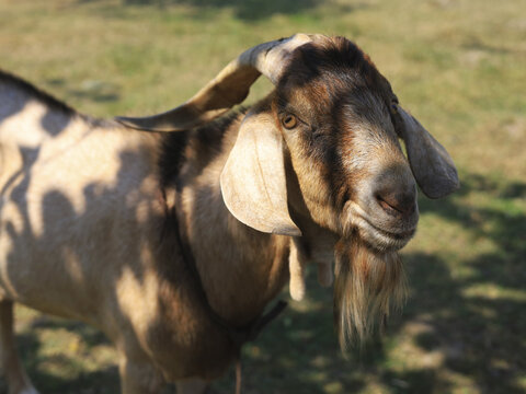 Portrait of a brown domestic goat standing outdoors in warm sunlight on a rural farm. Close-up of a farm animal with long ears and beard, livestock farming and countryside agriculture concept.