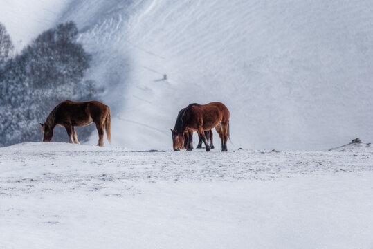 View of two brown horses grazing on a snow-covered hillside in the winter landscape of Umbria, Italy.