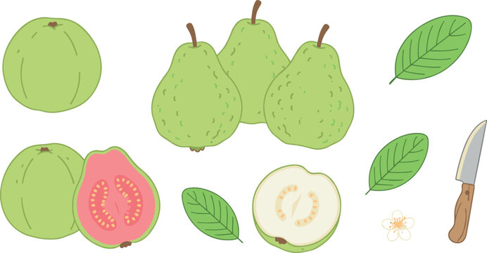 Fresh organic green pear and guava fruit vector illustration clip art collection featuring whole fruits sliced halves leaves and a small kitchen knife
