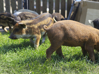 Young piglets walking and grazing on green grass in a fenced farm area. Rural livestock scene with domestic pigs outdoors, traditional farming, animal husbandry and agriculture concept. © M.IVA