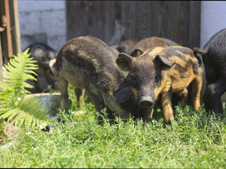 Group of young piglets grazing together on grass in a rustic countryside farm enclosure. Farm animals outdoors in daylight, traditional pig farming, livestock breeding and agriculture concept. © M.IVA