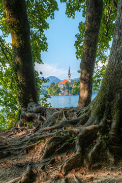 View of the Church of the Assumption on Bled Island framed by large tree trunks and exposed roots overlooking the calm waters of Lake Bled, Slovenia.