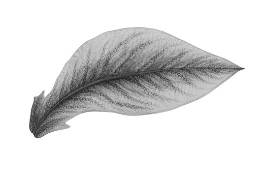 Clean versatile delicate black leaf pencil sketch cutout