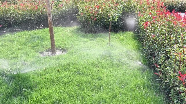 Automatic sprinkler system watering green lawn grass and lush hedges in a public park, representing garden maintenance, landscape design, and efficient water management