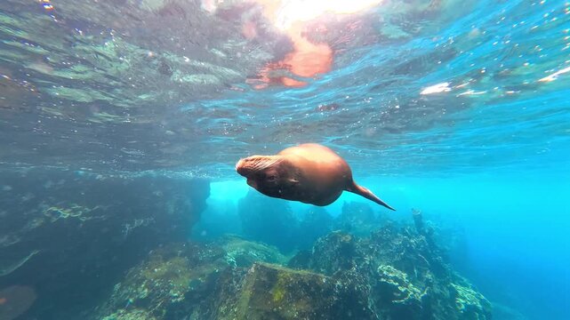 Playful Galapagos sea lion swimming gracefully in clear turquoise water of Pacific ocean in sunlight.