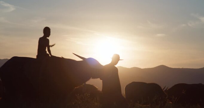 A farmer leads a water buffalo carrying a boy through rural fields, silhouetted against a golden sunset in the Thai countryside.