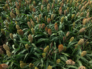 Obraz premium Aerial view of sorghum crops in the autumn farm