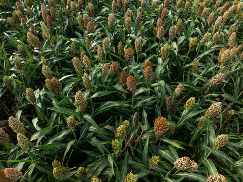 Aerial view of sorghum crops in the autumn farm