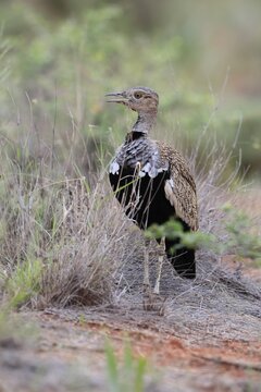 Red-crested Bustard (Lophotis ruficrista), adult, male, calling, alert, Mokala National Park, South Africa