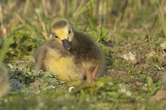 Canada goose (Branta canadensis) juvenile baby gosling bird resting on grassland, England, United Kingdom