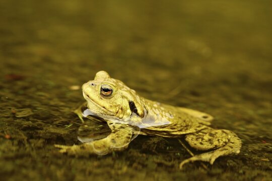 Common toad (Bufo bufo) in water, mating season, Siegerland, North Rhine-Westphalia, Germany