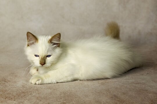 Purebred cat, Sacred Burmese, young male cat, Cinnamon-point