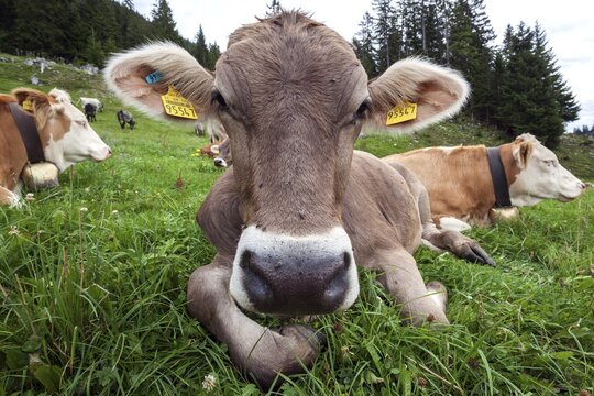 Cows on the pasture, portrait, near Obermaiselstein, Oberallg&auml;u, Allg&auml;u, Bavaria, Germany