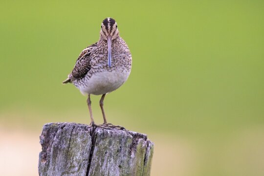 Common Snipe (Gallinago gallinago), wet meadow, Ochsenmoor, Lake D&uuml;mmer, Lembruch, Lower Saxony, Germany
