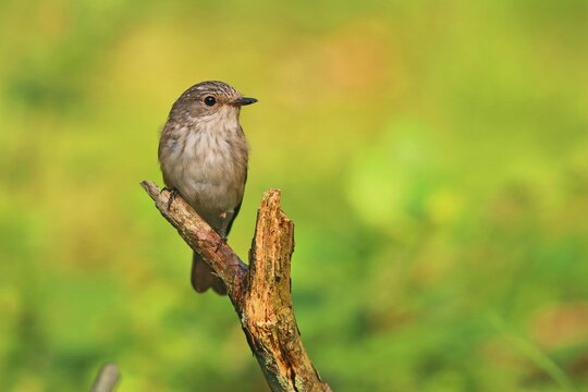 Spotted flycatcher (Muscicapa striata) sitting on a branch, front view, Hesse, Germany