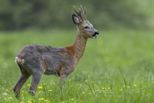 The roebuck (Capreolus capreolus) is massively infested with ticks, if you look closely you can recognise a large number of these parasites at the base of the neck and throat, change of coat, Germany