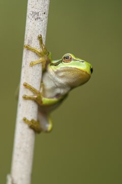 European tree frog (Hyla arborea), Zandvort, Netherlands