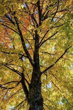 Maple (Acer), tree crown with yellow and red coloured leaves in autumn, Munich, Bavaria, Germany