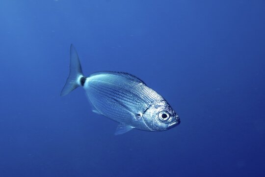 Banded seabream (Oblada melanura), in the Mediterranean near Hy&egrave;res. Unicoloured blue background, detachable. Dive site peninsula Giens, C&ocirc;te dAzur, France