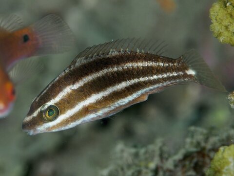 Striped fish, rainbow parrotfish (Scarus forsteni) juvenile, swimming elegantly through the water, dive site Spice Reef, Penyapangan, Bali, Indonesia