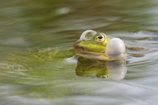 Green frog (Pelophylax kl. esculentus) ("Pelophylax esculentus" or "Rana esculenta"), water frog, mating, pond, ditch, moor, D&uuml;mmer See, Lembruch, Lower Saxony, Germany
