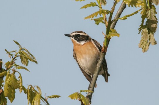 Brandenburg, whinthroat, Germany, Nabu, national natural heritage, Gr&uuml;nhaus natural paradise, saxicola rubetra, whinchat, post-mining landscape, birds, green house, passeri, songbirds, birds