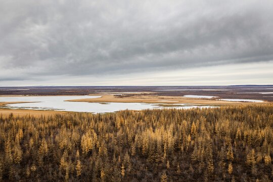 Tundra, Chersky, Yakutia, Russia