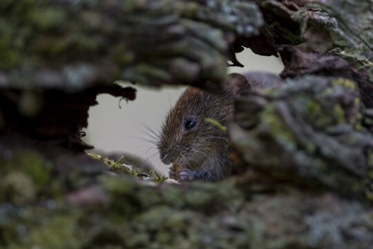 Under the protection of a tree root, a bank vole (Myodes glareolus) savours the food on offer, vector, hantavirus, Germany