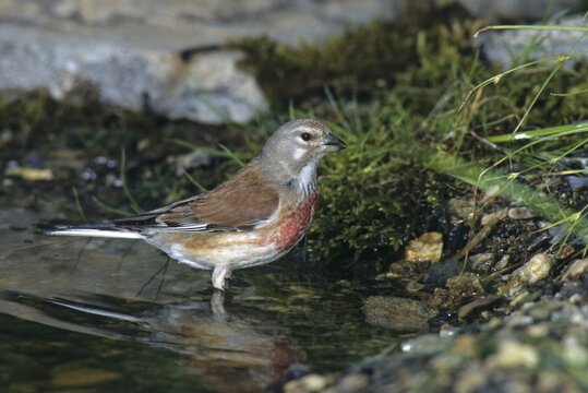 Acanthis cannabina, bloodtail, linaria cannabina, linnet, bath, bird bath, birds, hanfling, male, passeri, songbirds, songbirds, drinking, birdbath, birds, watering place