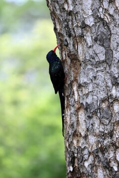 Purple-backed Woodpecker (Phoeniculus purpureus), tree-dwelling woodpecker, Kakelaar, adult, tree trunk, foraging, alert, Kruger National Park, South Africa