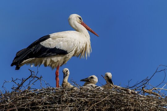 A stork with chicks in the nest in front of a clear sky, white stork (Ciconia ciconia), wildlife, Germany