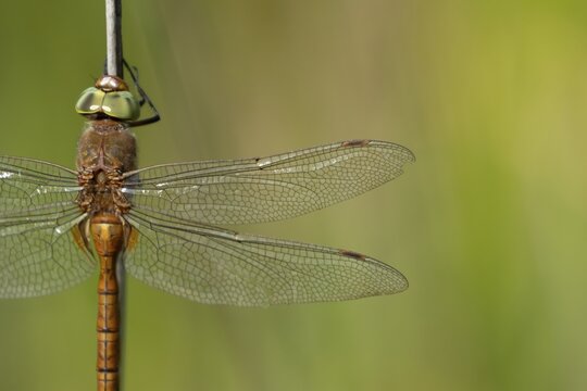 Norfolk hawker dragonfly (Aeshna isoceles) adult insect resting on a reed stem in summer, Suffolk, England, United Kingdom