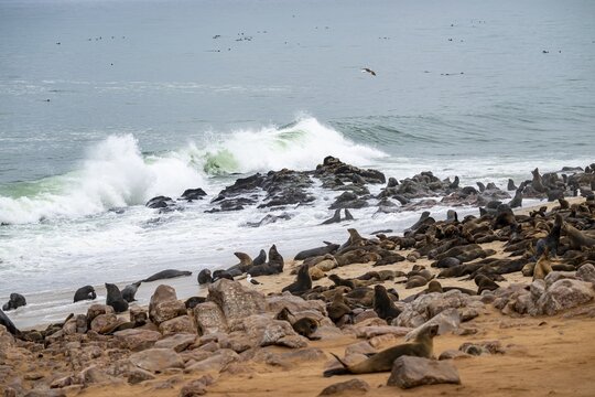 Seal colony, fur seal, Cape fur seal (Arctocephalus pusillus), Cape Cross, Atlantic coast, Namibia