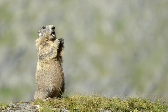 Alpine Marmot (Marmota marmota), Grossglockner, Hohe Tauern National Park, Tyrol, Austria