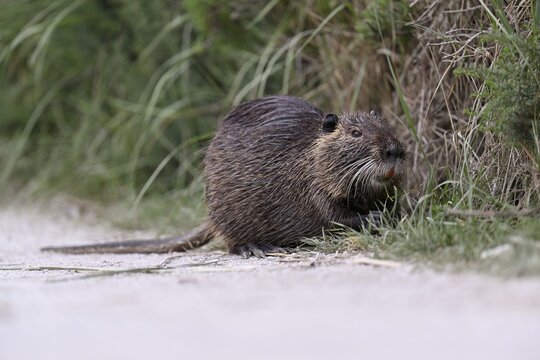 Nutria (Myocastor coypus), grazing by the side of the path, Camargue, southern France, France