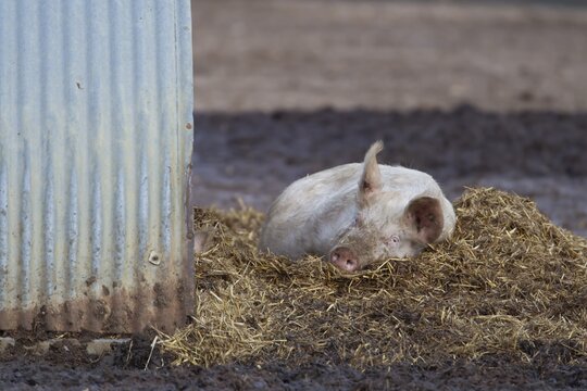 Domestic pig (Sus scrofa domesticus) adult farm animal resting outside of a pigsty, England, United Kingdom