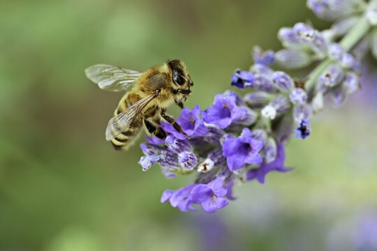 Western honey bee (Apis mellifera), feeding on nectar from a catmint (Nepeta faassenii) flower, Meienberg, Canton of Aargau, Switzerland