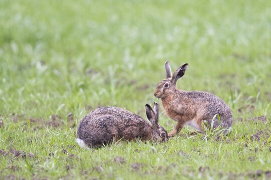 European hare (Lepus europaeus), Emsland, Lower Saxony, Germany