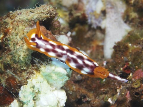 A nudibranch with a distinctive pattern, the purple-spotted nudibranch (Hypselodoris purpureomaculosa), on a coral reef at the Napoleon dive site, Permuteran, Bali, Indonesia