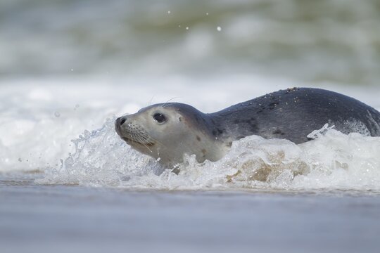 Common or harbor seal (Phoca vitulina) adult in the surf of the sea, Norfolk, England, United Kingdom