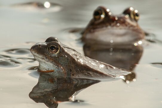 Common frog, common frog, rana temporaria, amphibians, amphibians, frog, frogs, spring, amphibians, spring