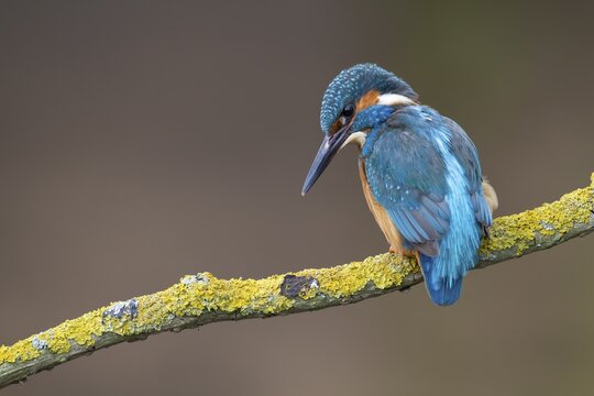 Common kingfisher (Alcedo atthis) adult male bird perched on a tree branch, Norfolk, England, United Kingdom