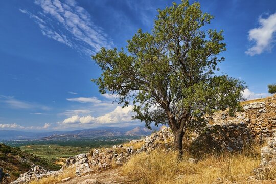 Tree in a ruined landscape, archaeological site, UNESCO World Heritage Site, Mycenae, Mycenae, important city in pre-classical period, Peloponnese, peninsula, Greece