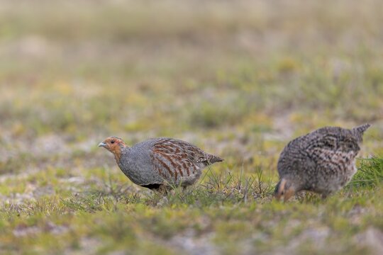 A pair of grey partridges (Perdix perdix) foraging, Denmark