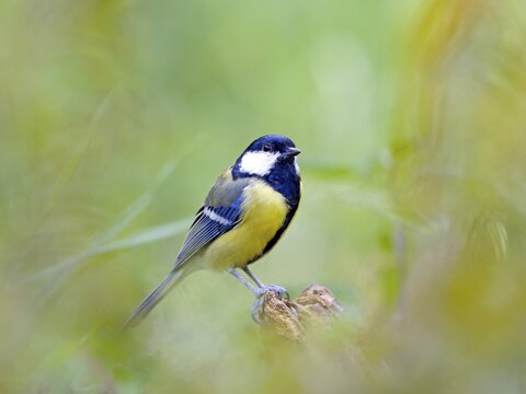 Great tit (Parus major) sitting on a branch, Solms, Hesse, Germany