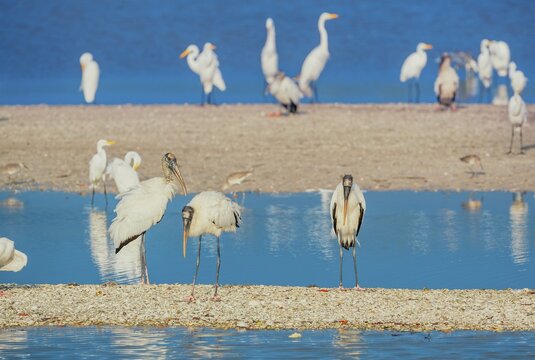 Group of Great white egrets (Ardea alba) and Wood Stork (Mycteria Americana) fishing, Sanibel Island, J.N. Ding Darling National Wildlife Refuge, Florida, USA