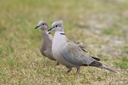 Collared doves (Streptopelia decaocto)