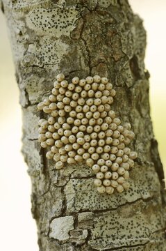 Fox moth (Macrothylacia rubi), eggs on a branch, Provence, southern France