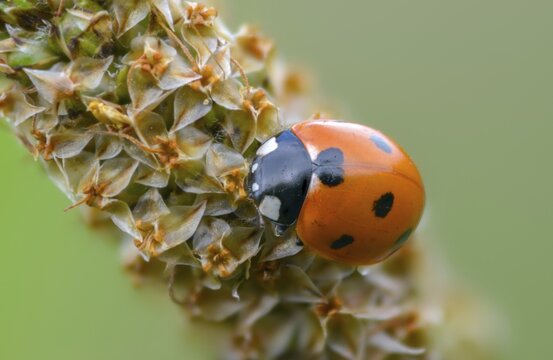 Coccinella septempunctata, seven-spotted ladybird, beetle, coleoptera, insects, beetles, seven-spot ladybird, seven-spotted ladybug