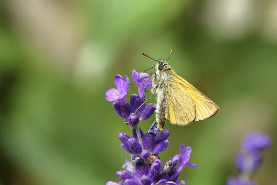 Large skipper (Ochlodes venatus), collecting nectar from a flower of Common lavender (Lavandula angustifolia), close-up, macro photograph, Wilnsdorf, North Rhine-Westphalia, Germany